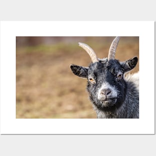 Goat milk? cute and funny goat photograph Posters and Art